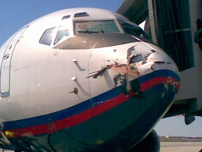 Bird strike